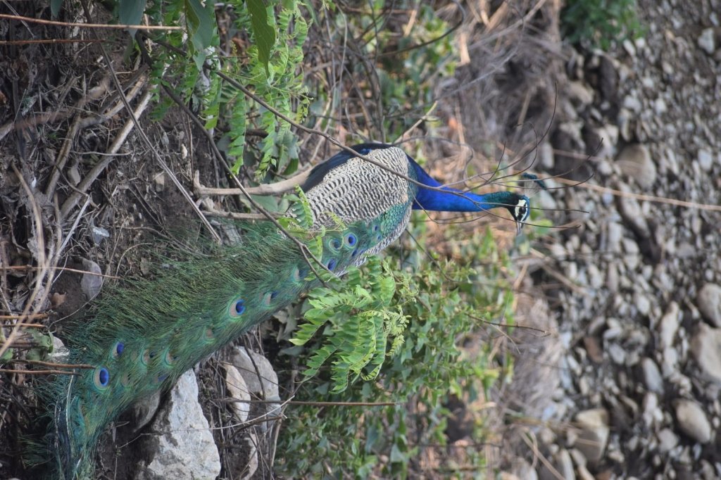 Indian Peafowl (भारतीय मोर)