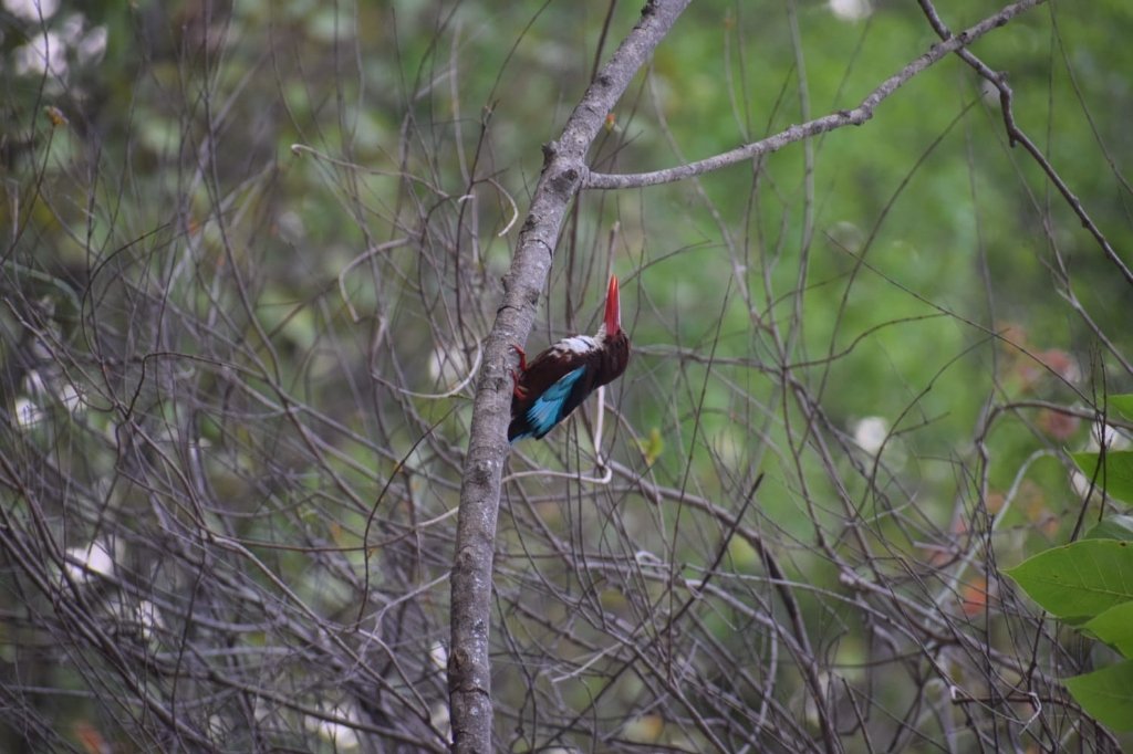 White-breasted Kingfisher Tree Branch