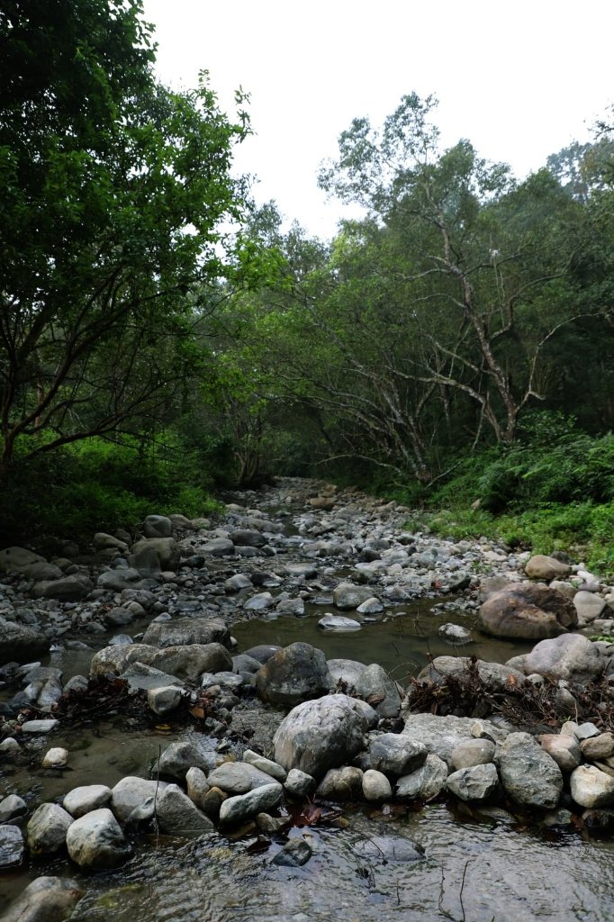 Rocky Riverbed Stream in Jungle