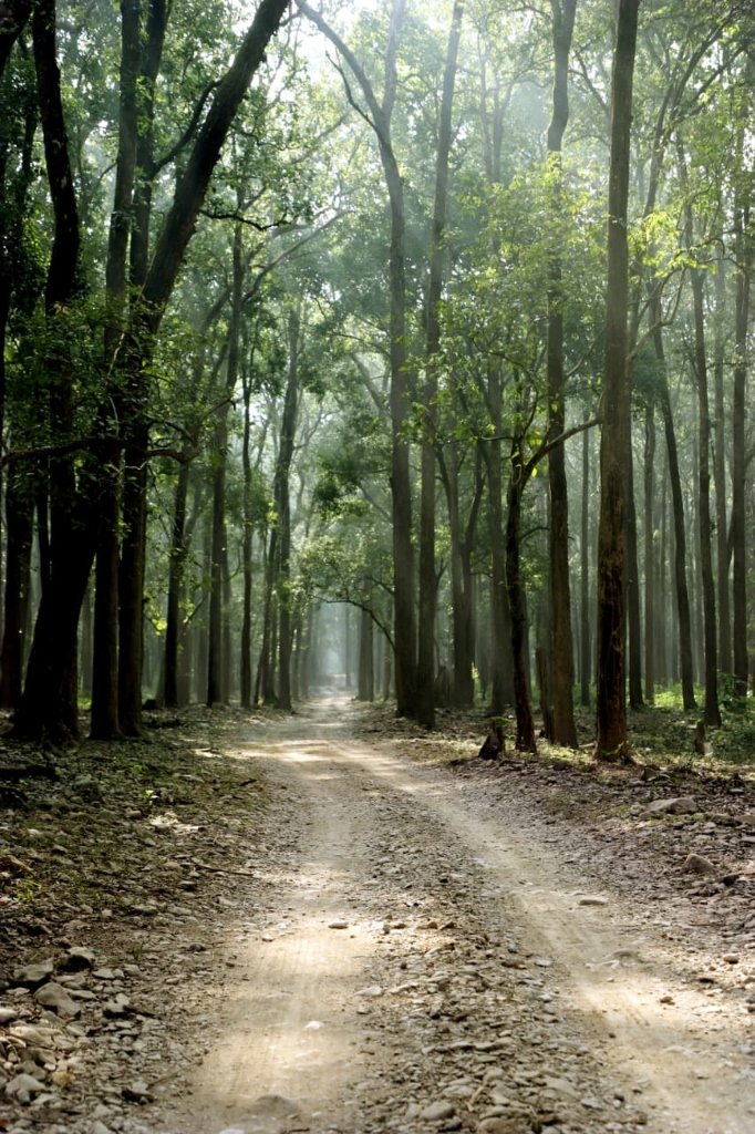 Sunlit Dirt Trail in Jungle