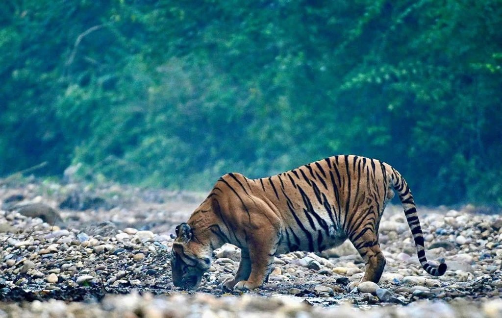 Royal Bengal Tiger (बंगाल बाघ)