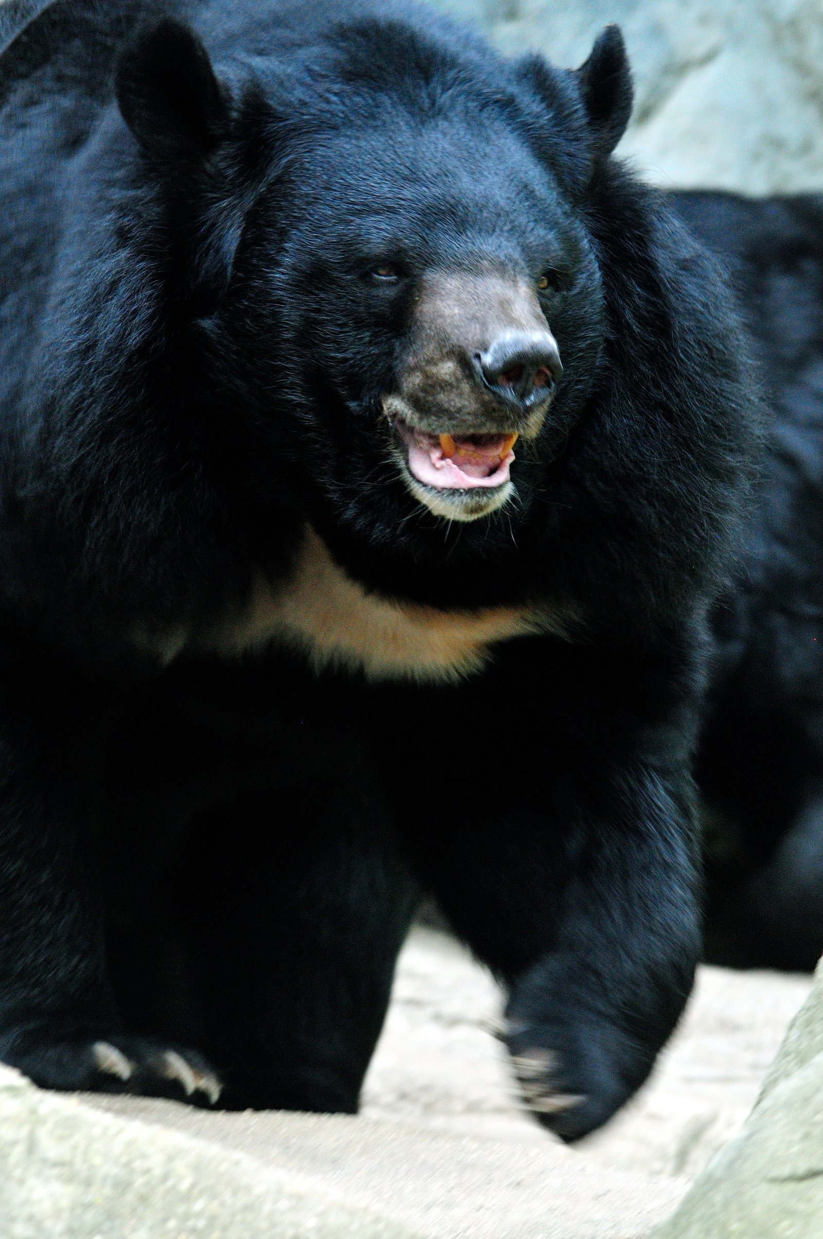 Himalayan Black Bear (हिमालयी काला भालू)